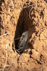 Reptile Southern Tree Agama hiding in a hole, Hluhluwe–iMfolozi Park, South Africa