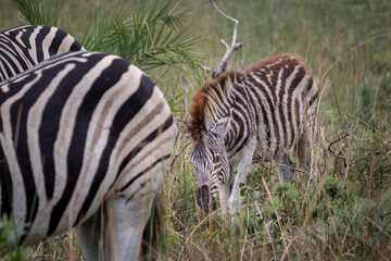 Baby zebra eating grass, iSimangaliso wetland park, South Africa