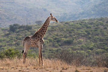 Bird posed on a giraffe at Hluhluwe–iMfolozi Park, South Africa