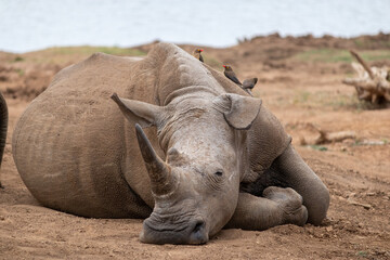 Close up portrait of a rhino resting, Hlane national park, Swaziland. © Alba