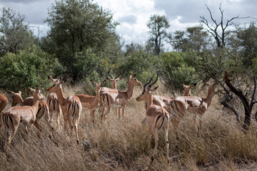 Naklejka na ściany i meble Group of impalas spotted at Kruger national park, South Africa