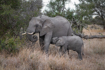 Fototapeta premium Baby elephant sucking from the mother, Kruger national park, South Africa