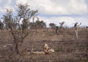 Fototapeta premium Two male lions resting, Kruger national park, South Africa