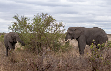 Obraz premium Two wild elephants eating tree branches brom a bush, Kruger national park, South Africa