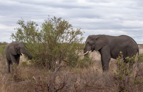 Two wild elephants eating tree branches brom a bush, Kruger national park, South Africa
