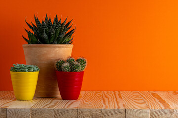 Various cactus plants in different pots on bright background. Minimal composition.