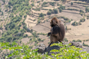 A male Gelada Monkey, Theropithecus gelada, sitting on a cliff edge overlooking distant mountains and valleys in the late afternoon, Simien Mountains National Park, Ethiopia