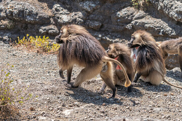 Gelada or Gelada baboon (Theropithecus gelada), fight between two males, Debre Libanos, Ethiopia