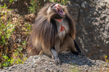 Gelada monkey opening its mouth wide to bear its teeth, Simien Mountains National Park, Ethiopia