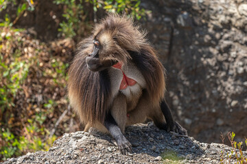 Gelada monkey opening its mouth wide to bear its teeth, Simien Mountains National Park, Ethiopia