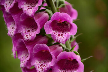 Purple bells of foxglove close up © Katarzyna