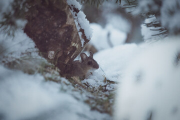 a wood mouse is searching for food at a winter morning