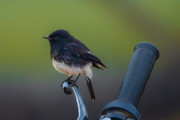 closeup pied bush chat is a small passerine bird found ranging from West Asia and Central Asia to...