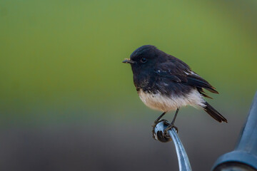 closeup pied bush chat is a small passerine bird found ranging from West Asia and Central Asia to...