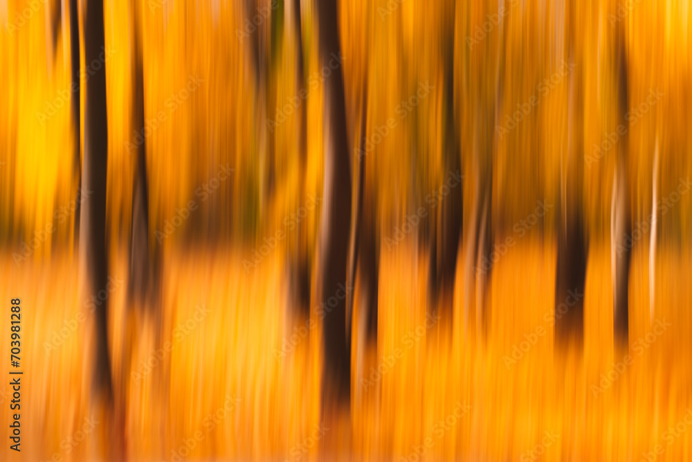 Poster autumn abstract blurred forest nature. vivid morning in colorful forest with sun rays through branch