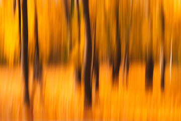 Autumn abstract blurred forest nature. Vivid morning in colorful forest with sun rays through...