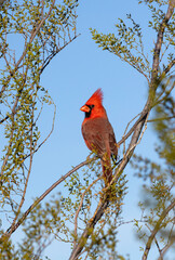 Redbird with Blue Sky Background