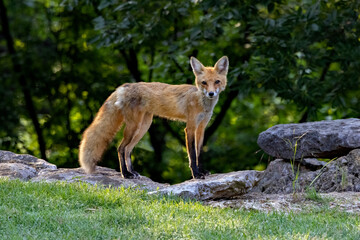 A Red Fox vixen poses beautifully for her portrait.