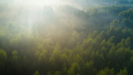 Aerial view of a misty dawn over the summer wild forest