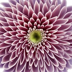 mauve dahlia, flower closeup