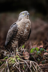Western marsh harrier