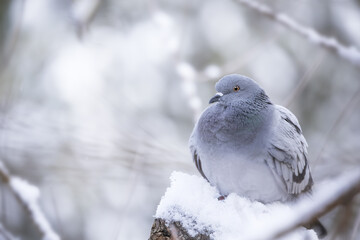 pigeon in winter