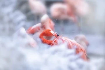 Foto auf Acrylglas Antireflex  flamingo in the snow © Marek