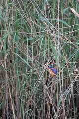 Kingfisher bird hiding by a river.
