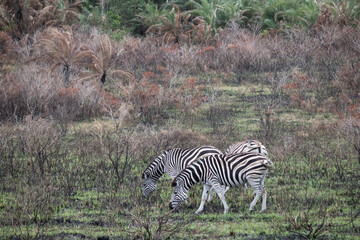 Zebras eating grass, iSimangaliso wetland park, South Africa
