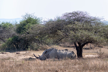 Fototapeta premium Rhino with horns sleeping under a tree, Hluhluwe–iMfolozi Park, South Africa