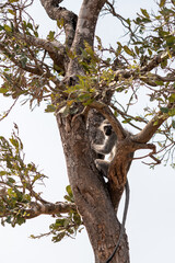 African baboon monkey standing on a tree, Kruger national park, South Africa