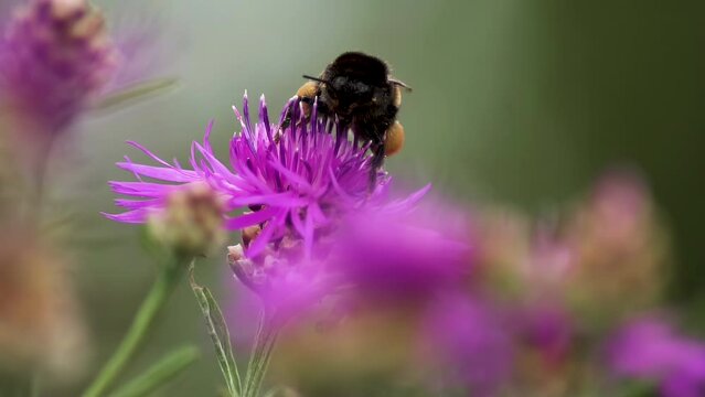 A big fat bumblebee collecting nectar and pollen from a flower. Close up. Slow motion.