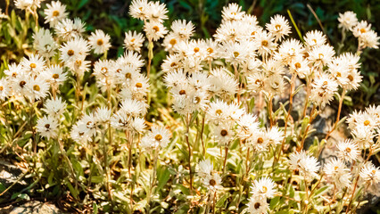 Anaphalis nepalensis, Nepal Pearly Everlasting, at Mount Patscherkofel, Innsbruck, Tyrol, Austria