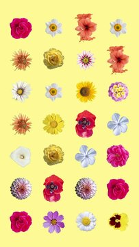 pattern from different flowers cutout