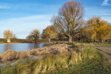 Surrey winter colors