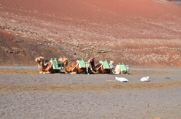 Camels in the desert of Lanzarote, Canary Islands, Spain
