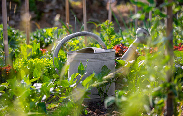 Vieil arrosoir abandonné par un agriculteur au milieu du jardon potager au printemps. © Thierry RYO