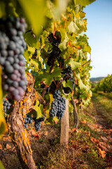 Grappe de raisin noir dans les vignes avant les vendanges en automne.
