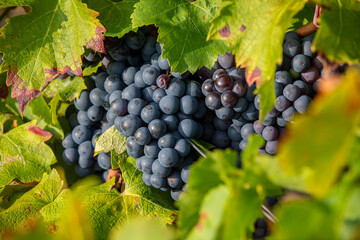 Cèpe de vigne et raisin noir en grappe dans un vignoble à l'automne. - 703988215