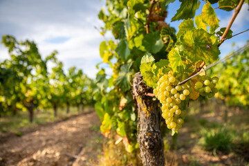 Grappe de raisin blanc type Chardonnay dans les vignes au soleil. - obrazy, fototapety, plakaty