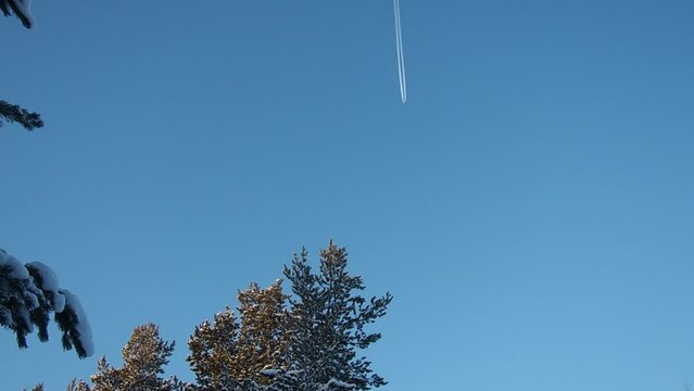 The plane flies across the blue sky. Pine forest in winter during the day in severe frost, Karelia. Snow on the coniferous branches. Scots pine Pinus sylvestris is a plant pine Pinus of Pine Pinaceae.