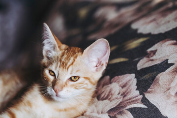 Portrait d'un mignon petit bébé chaton tigré roux à la maison	 - 703988437
