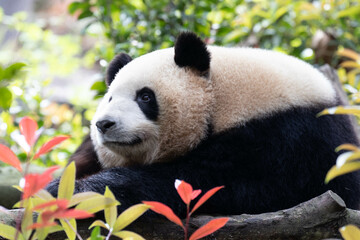 Close Happy Panda Mei Lan aka Rou Rou, Panda Valley , China