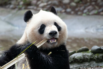 Close Happy Panda, Qi Yi, in Chengdu Panda Base, China