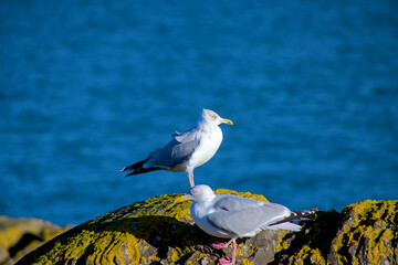 seagull on the rock