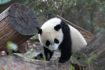 Obraz premium Close Happy Panda in Chengdu Panda Base, China