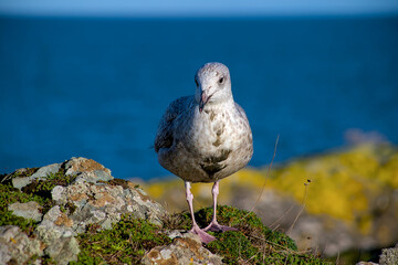seagull on the beach