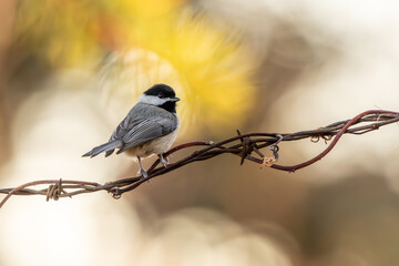 Carolina Chickadee