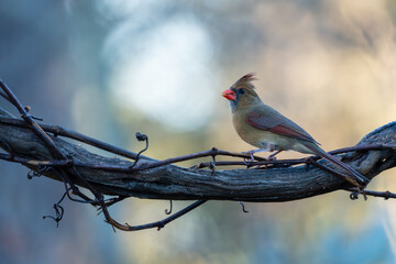 Female Northern Cardinal Perched