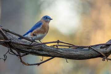 Eastern Bluebird Perched